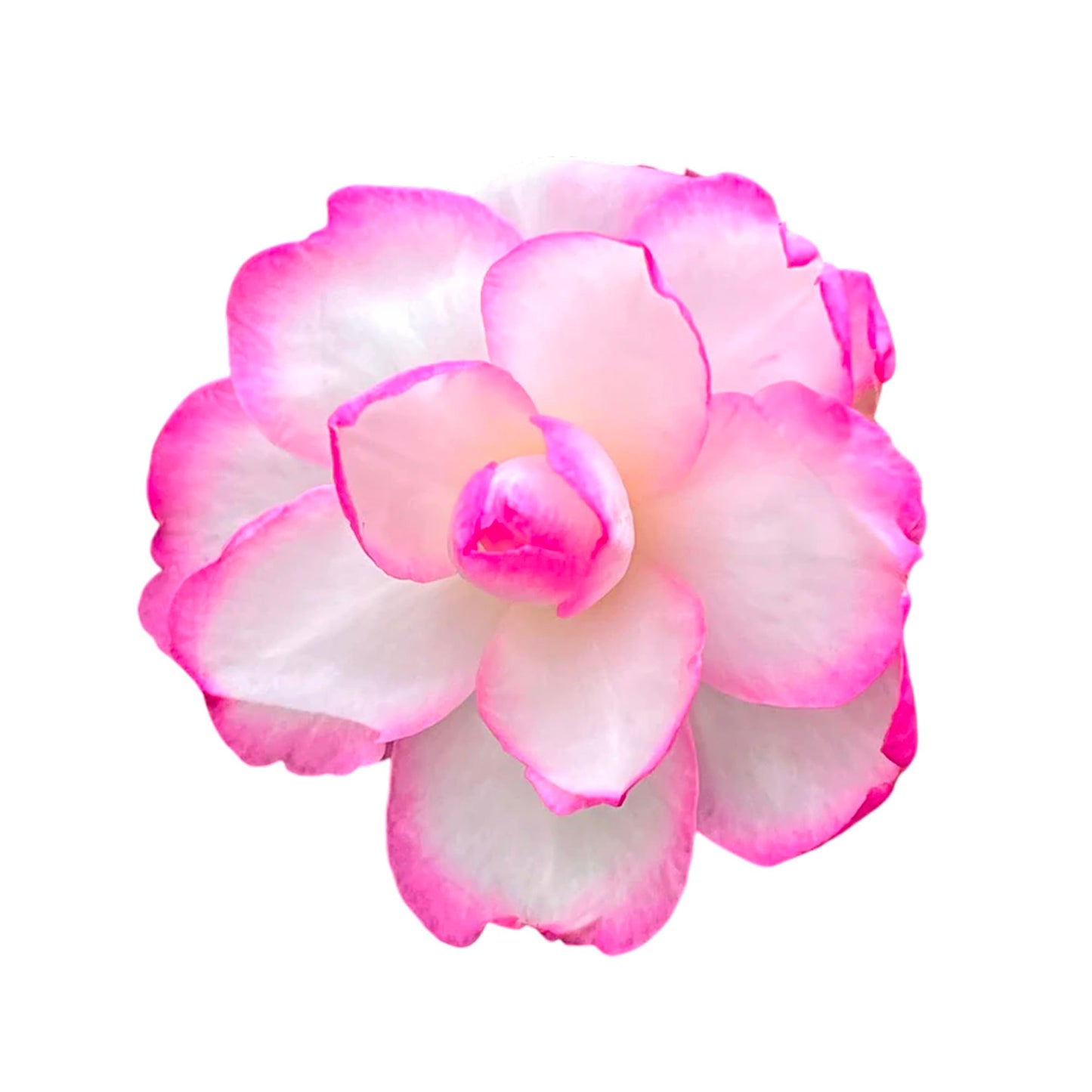Bob’s Supreme Camellia – Evergreen Flowering Shrub with Large Red Blooms, Hardy Garden Plant for Borders, Containers & Landscapes (2 Gallon/Potted/Set of Two)