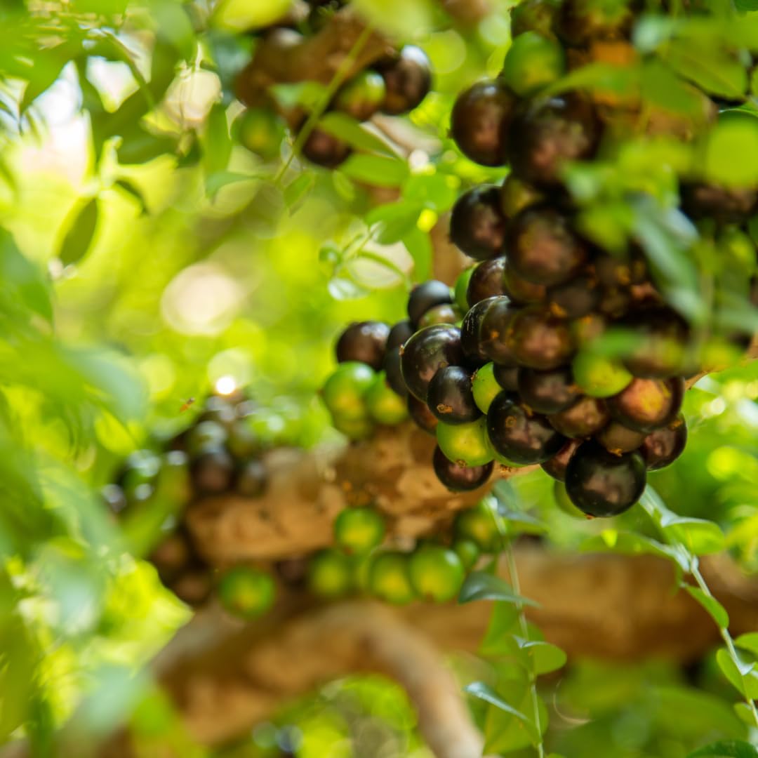 Live Black Jaboticaba Tree Plant, Brazilian Jabuticaba Plant, Sweet Fruit Tree, 1 Feet Tall for Outdoor Planting