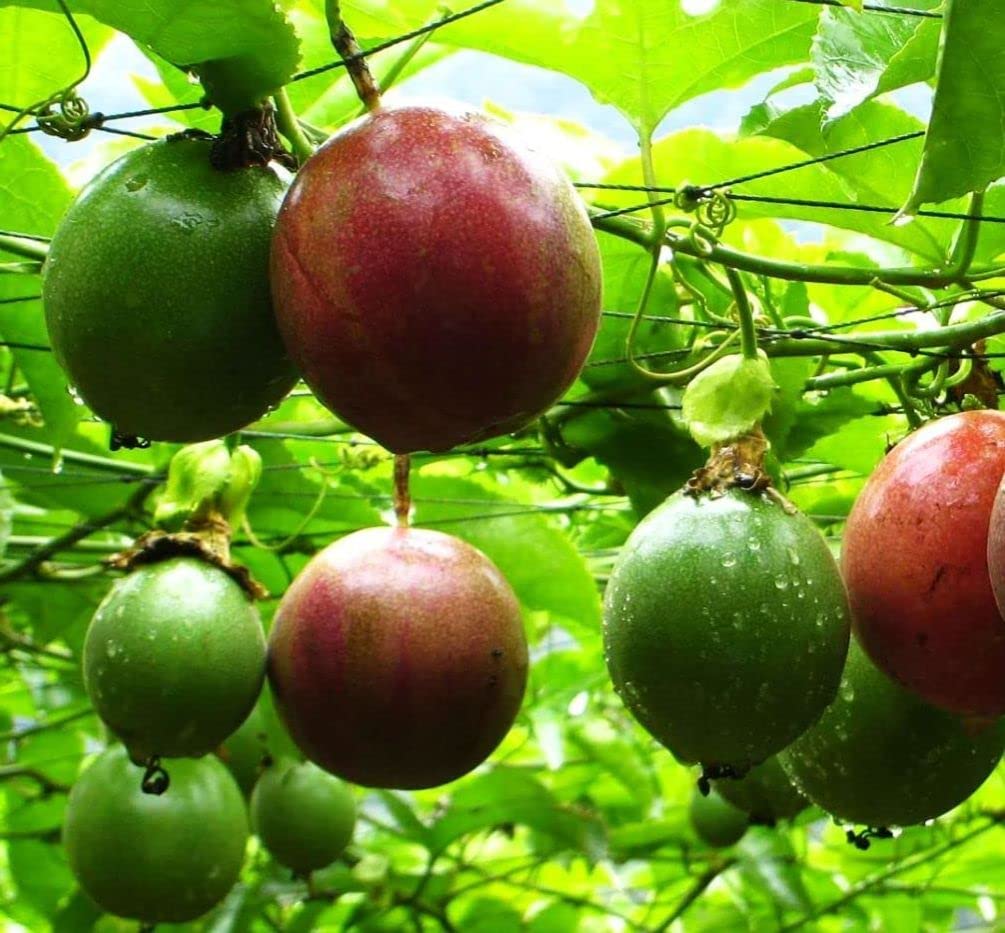 20+ Purple Passion Fruit Seeds (Edible Fruit) (Passiflora Incarnata) Cold Hardy Homegrown