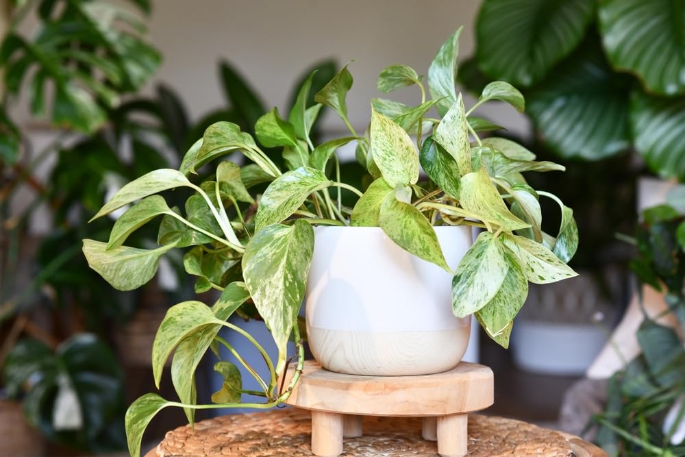 Marble Queen Pothos – Live Plant in 2 Inch Pot - Air Purifier Plant to Make Your House Healthier