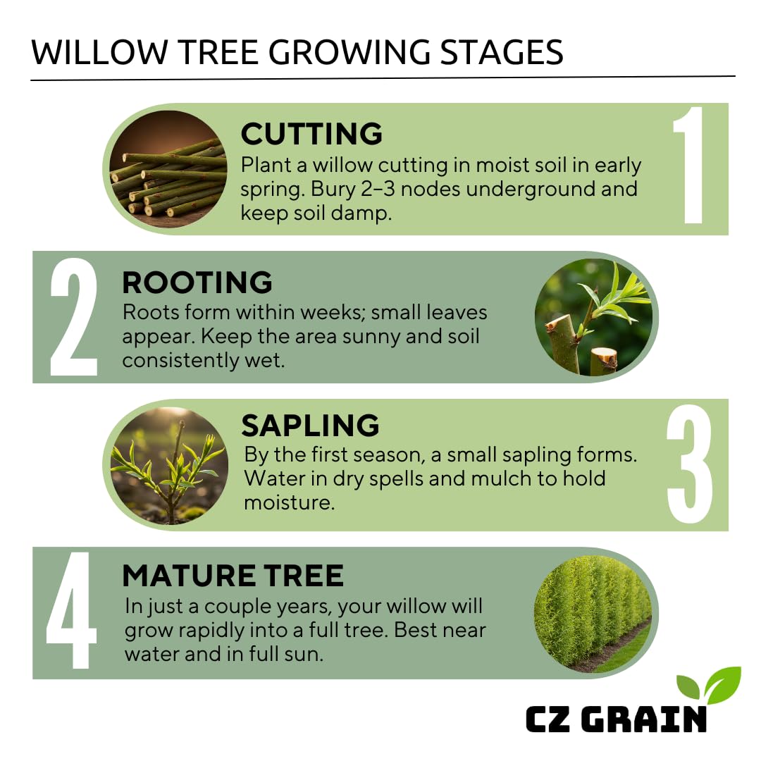 4 Golden Weeping Willow Tree Cuttings - Live Plants - Beautiful Arching Canopy
