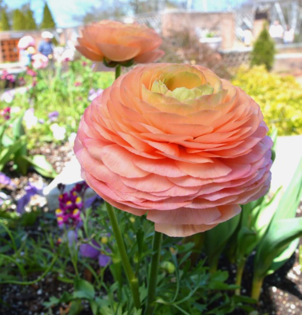 10pcs French Peony Persian Buttercup Mixed Ranunculus Bulbs Largest Double Flower Corms Spring Bloom