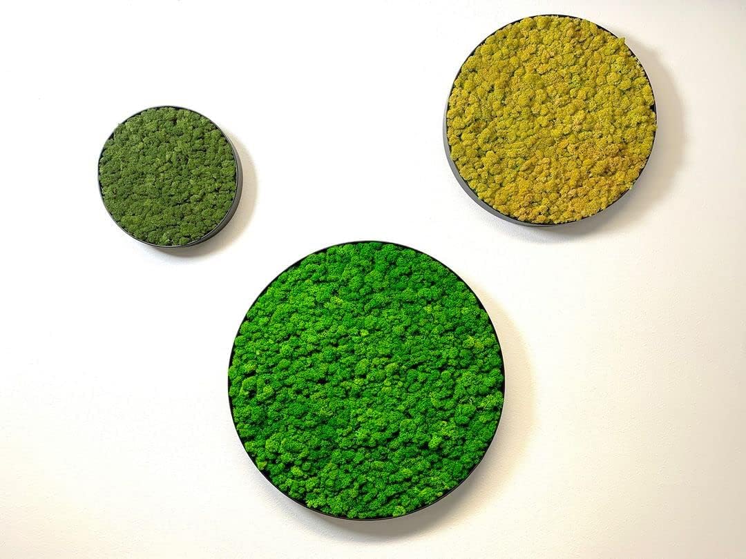 Prefleur Preserved Reindeer Craft Moss Natural Green DIY Kit Gardenning Art Wall Decor Florist Easter Table Decor Wedding Decor (0.85lb)(Green-02)