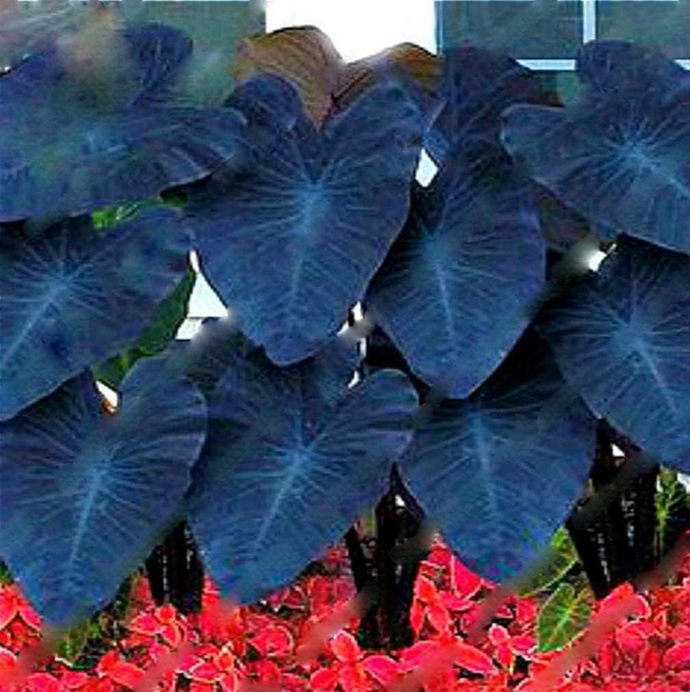Black Magic Elephant Ear Bulbs for Planting - Grow Stunning Black Elephant Ears Plants - Colocasia Esculenta (1 Bulb)