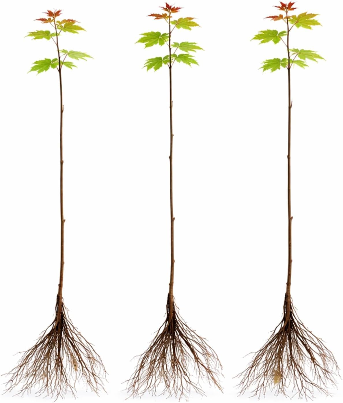 3 Pack Red Maple Trees (Acer rubrum) – Live Hardy Shade Trees, Vibrant Red Foliage, Fast Growing Landscape Trees for Yard & Garden - Ships Dormant, No Leaves