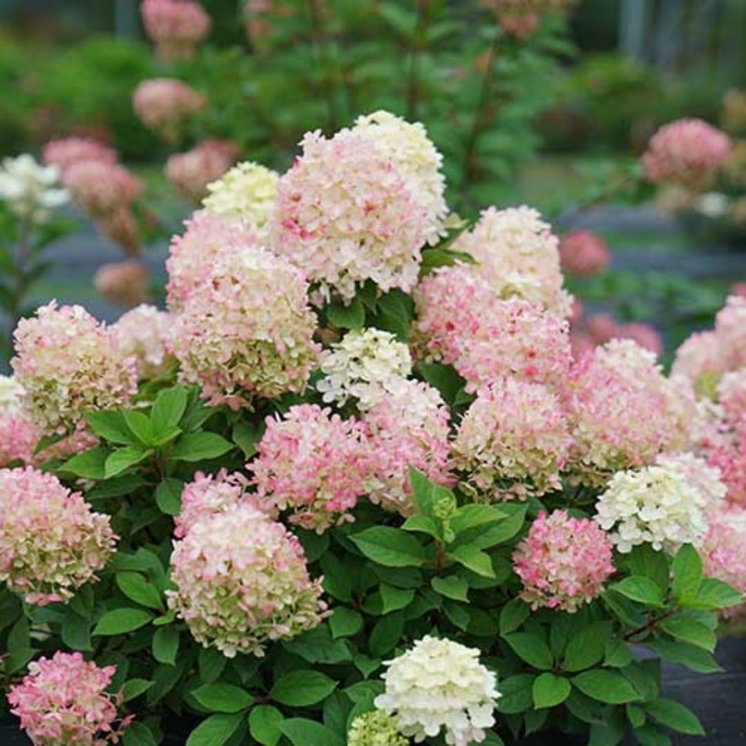 Hydrangea Plant Live, Hydrangea Tree Live Plant for Planting, 5 to 7 Inc Tall, Pink White Flowers
