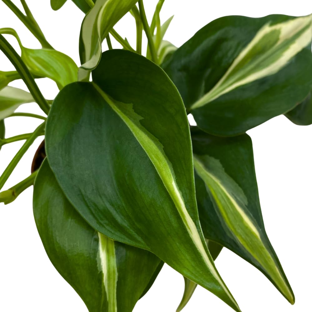 BubbleBlooms Philo Silver Stripe, 4 inch Variegated Philodendron Hederaceum Cordatum Heartleaf
