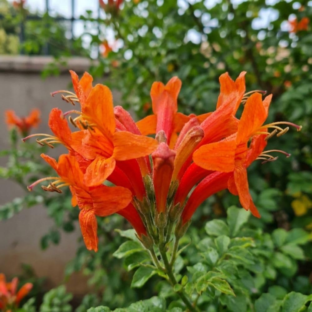 Live Orange Honeysuckle Plant, 6-10 InchTall, Orange Honeysuckle 4 Inch Pot, Climbing Flowering Vine for Outdoor Growing
