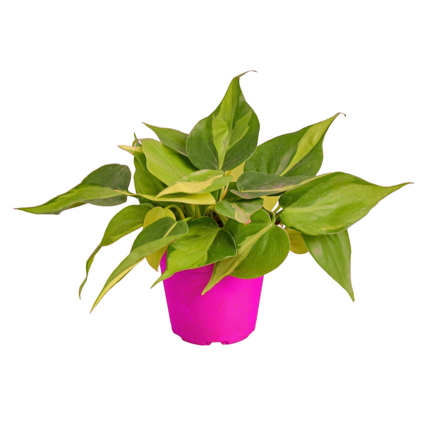 2 Pack Philodendron 'Brasil' in 6in Pot - Live Tropical Houseplant - Easy to Grow | Air Purifying | Variegated | USA Growers | The Snobby Leaf
