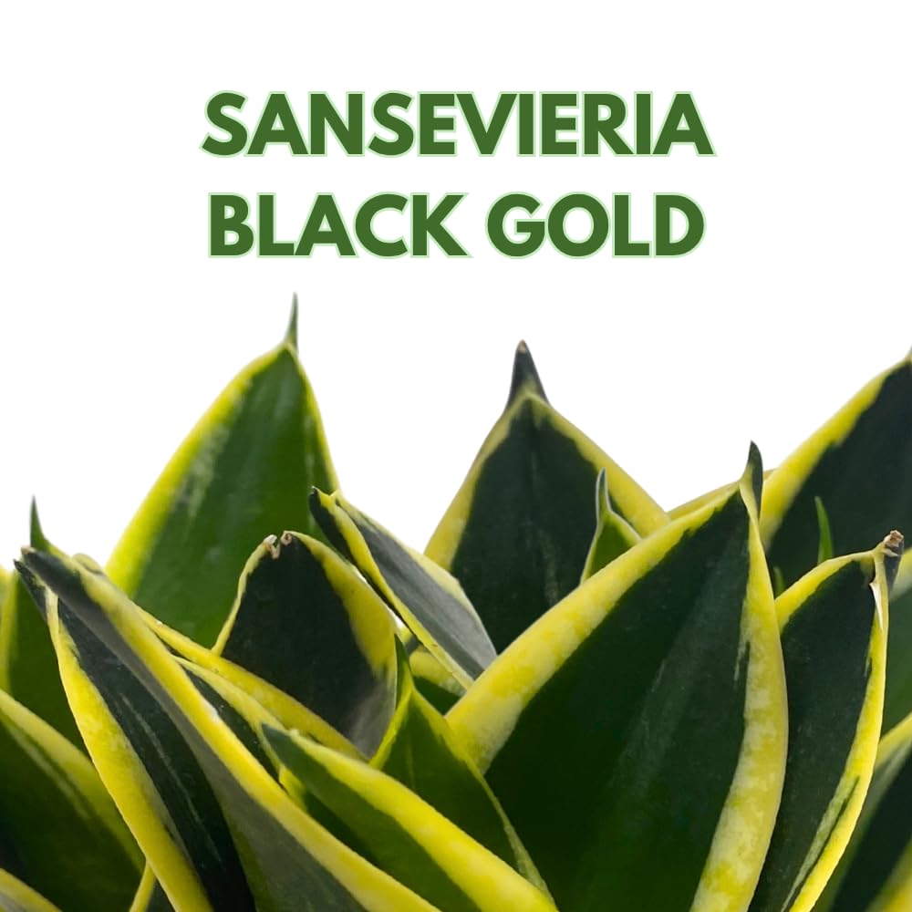 BubbleBlooms Black Gold Snakeplant, Green and Yellow Snake Plant, Variegated Sansevieria trifasciata