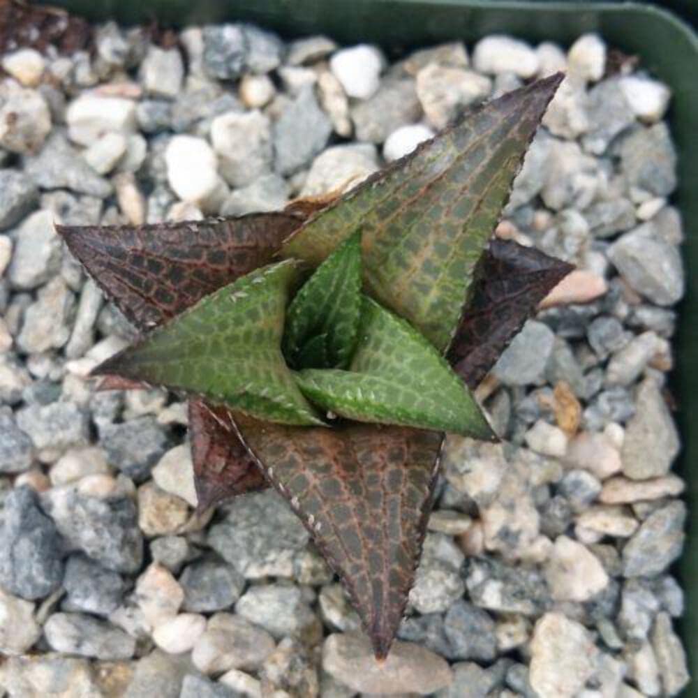 Haworthia veneosa Tessellata Cacti Cactus Succulent Real Live Plant