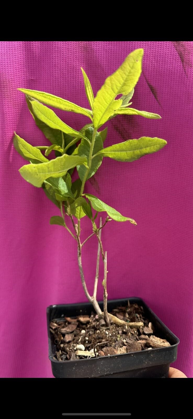 Live Plant - GibraltarAzalea RhododendronWell Rooted Starter Plant