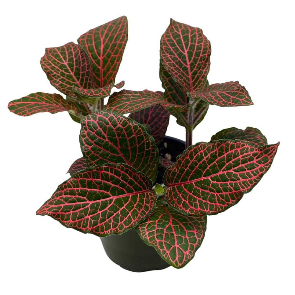 BubbleBlooms Red Nerve Plant, Fittonia Verschaffeltii, Ruby Red Mosaic Plant in a 4 inch Pot