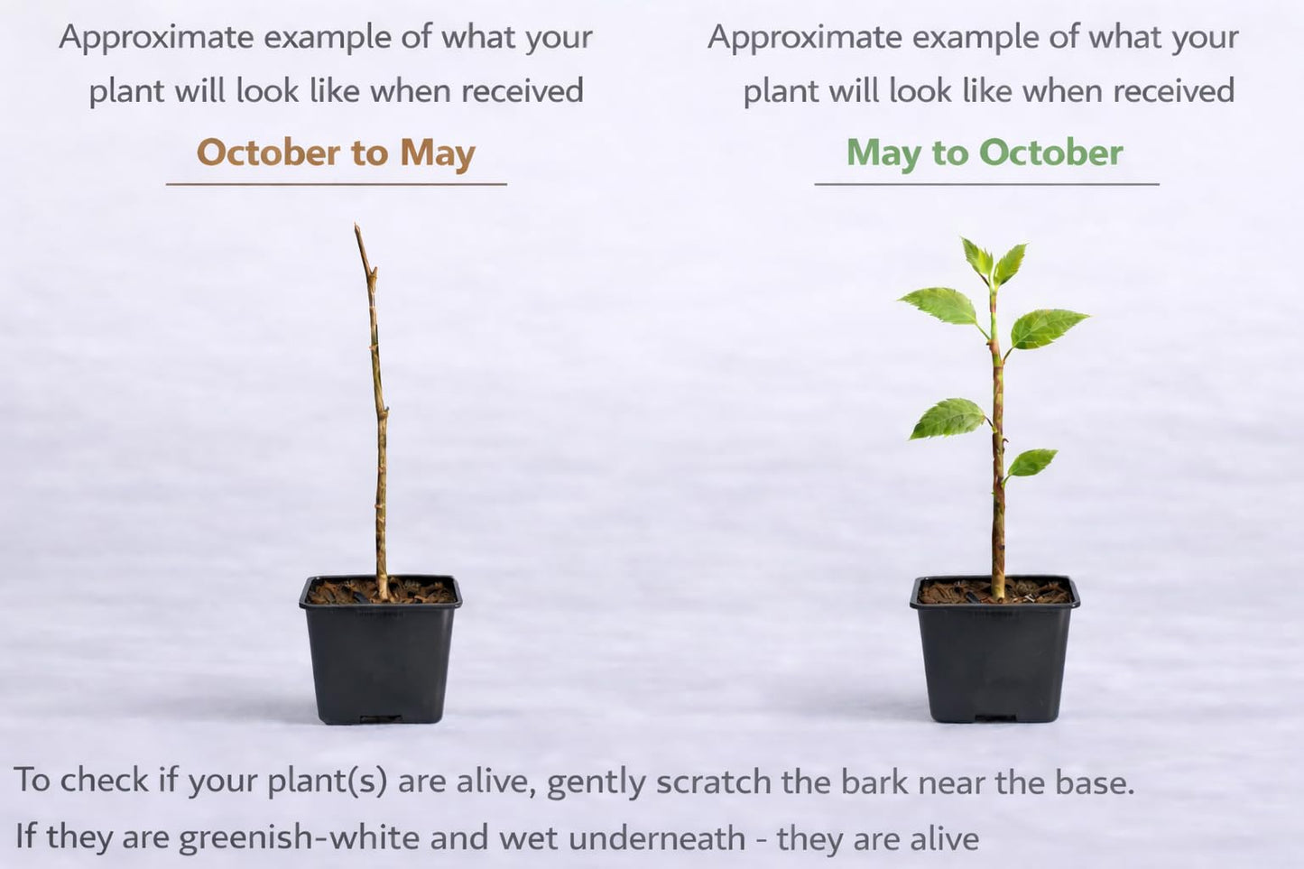 Purple Leaf Sand Cherry Shrub/Tree - 10-16" Tall Live Plant - Quart Pot - Purpleleaf Cistena Plum Bush - Prunus × cistena