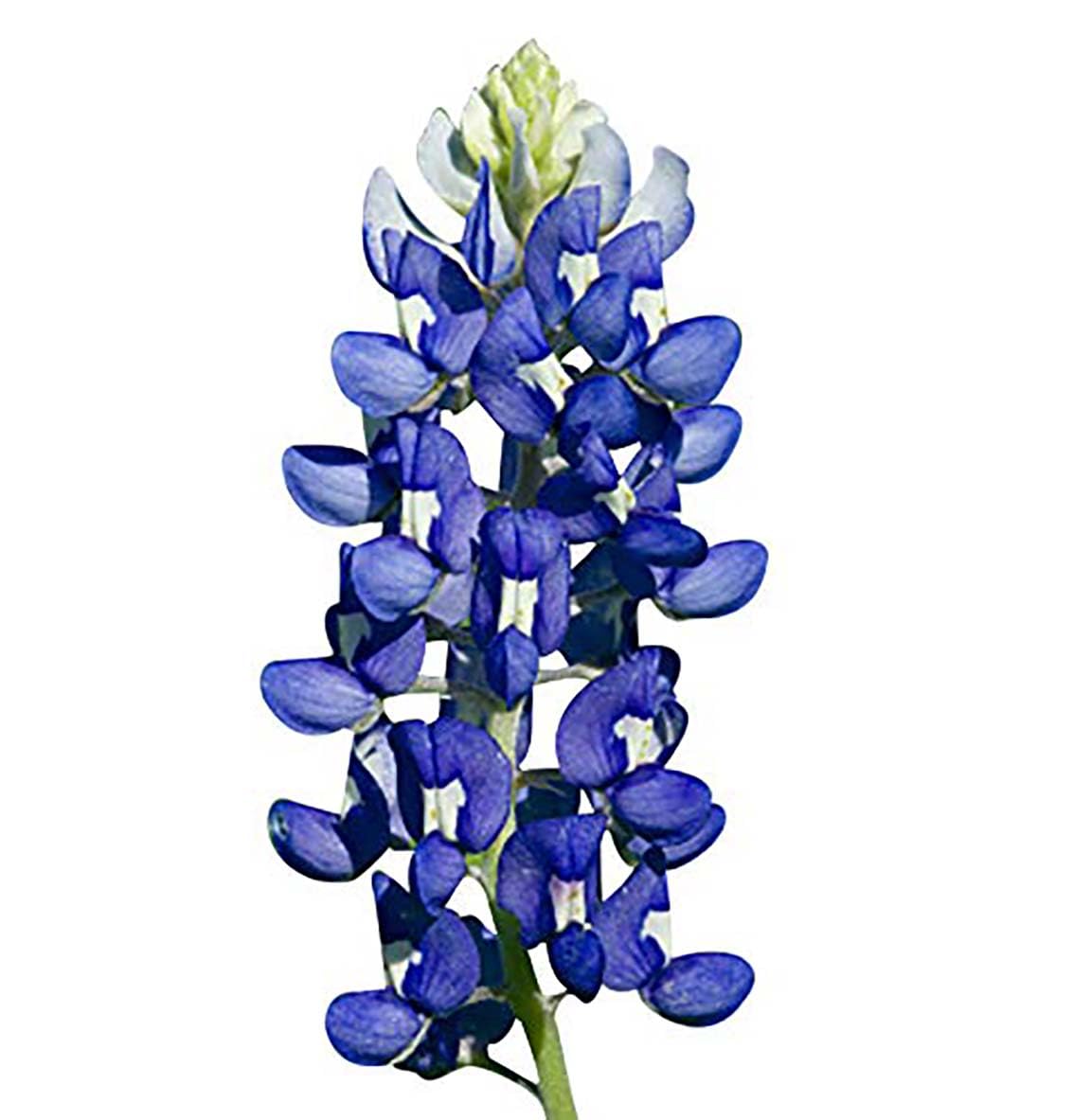 Mixed Lupines with Many Colors - 250 Seeds