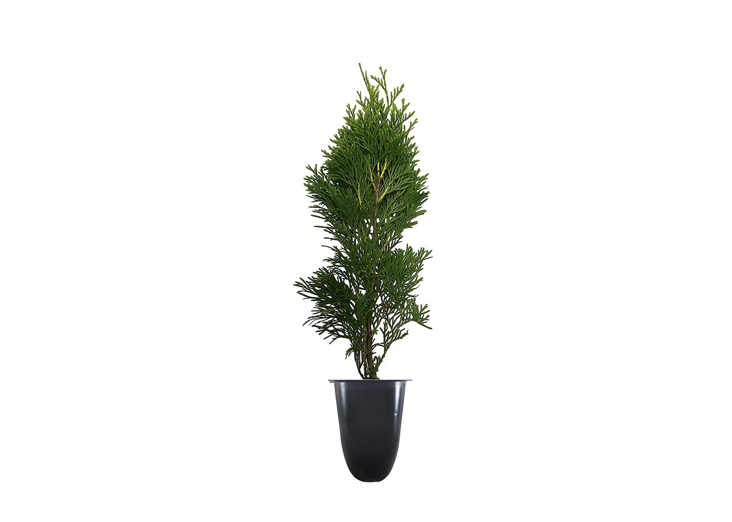 Thuja Emerald Green | 2 Large Trade Gallon Size Plants | Thuja Occidentalis | Privacy Screen Fast Growing Evergreen, Low Maintenance Landscaping, Year-Round Color, Dense Foliage, Cold Hardy Windbreak