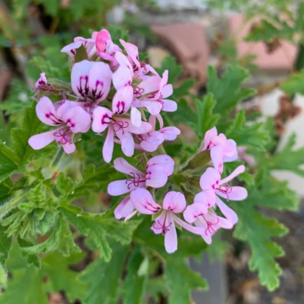 Set 2 Citronella Live Plants 4-7 Inches, Fragrant Citronella Geranium for Growing Outdoor Garden