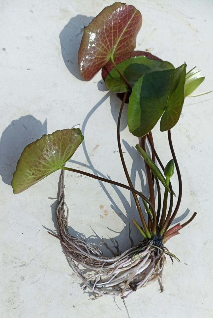Mature Fully Grown Hardy Water Lily (Assorted Pink)