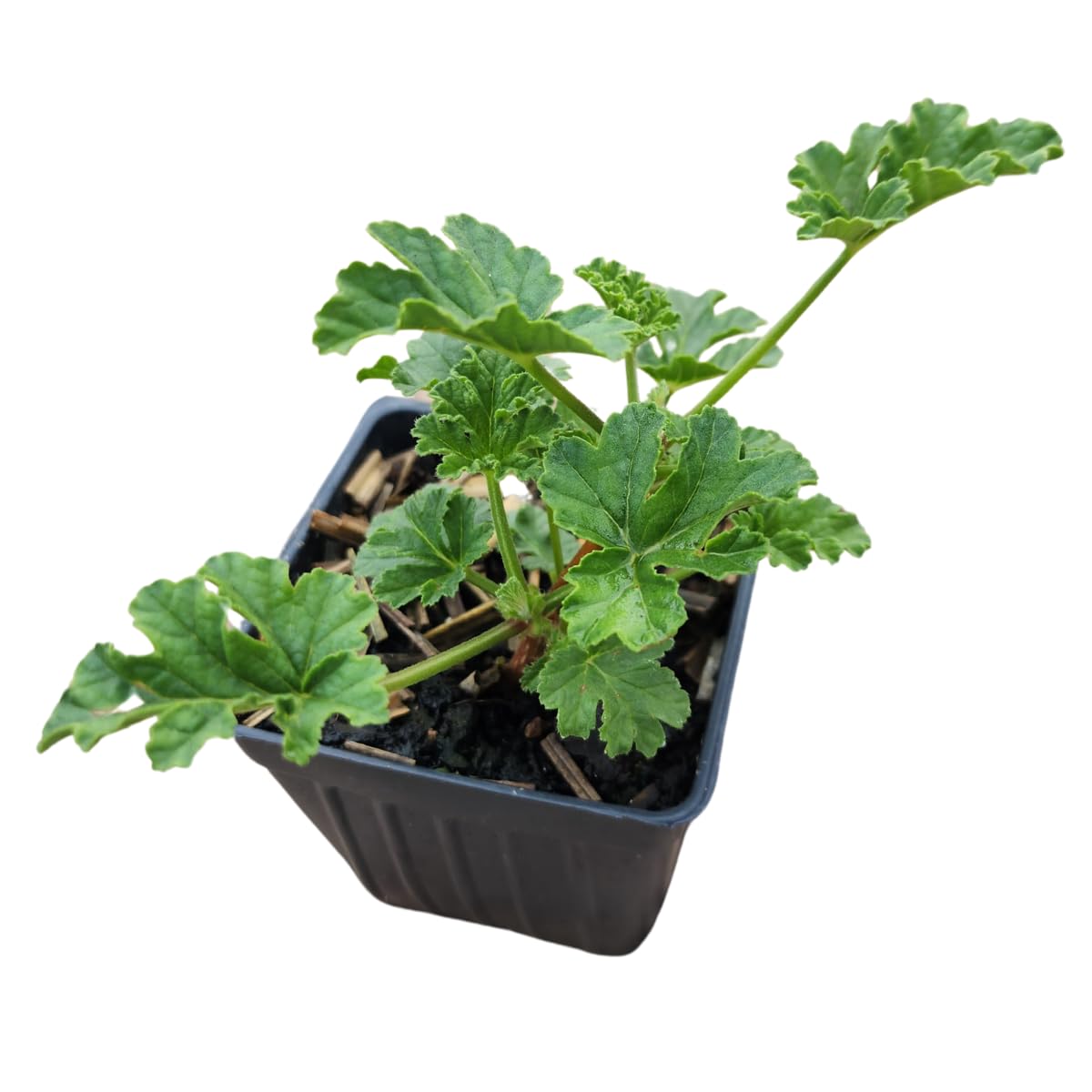 Geranium 'Apricot' (Pelargonium scabrum) Organic Scented Geranium Plant in 2.5-inch Pot by Smoke Camp Crafts - Rough-Leaved Geranium