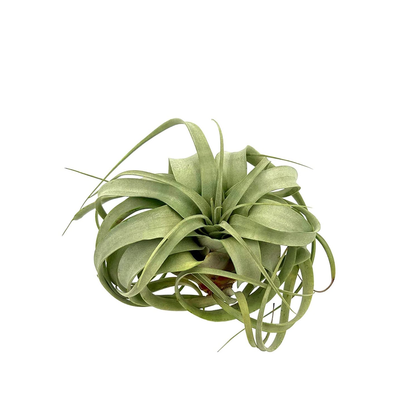 ragnaroc Air Plants - Tillandsia Xerographica, Large 5-7” - 1ct - Live Arrival Gauranteed - House Plants for Home Decor & Gift