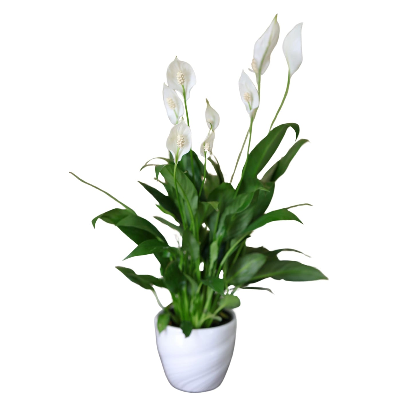 PLANTVERS Spathiphyllum Peace Lily in a 4" Nursery Pot | Air-Purifying Indoor Plant | Low Maintenance | Elegant White Blooms | Low-Light Plant
