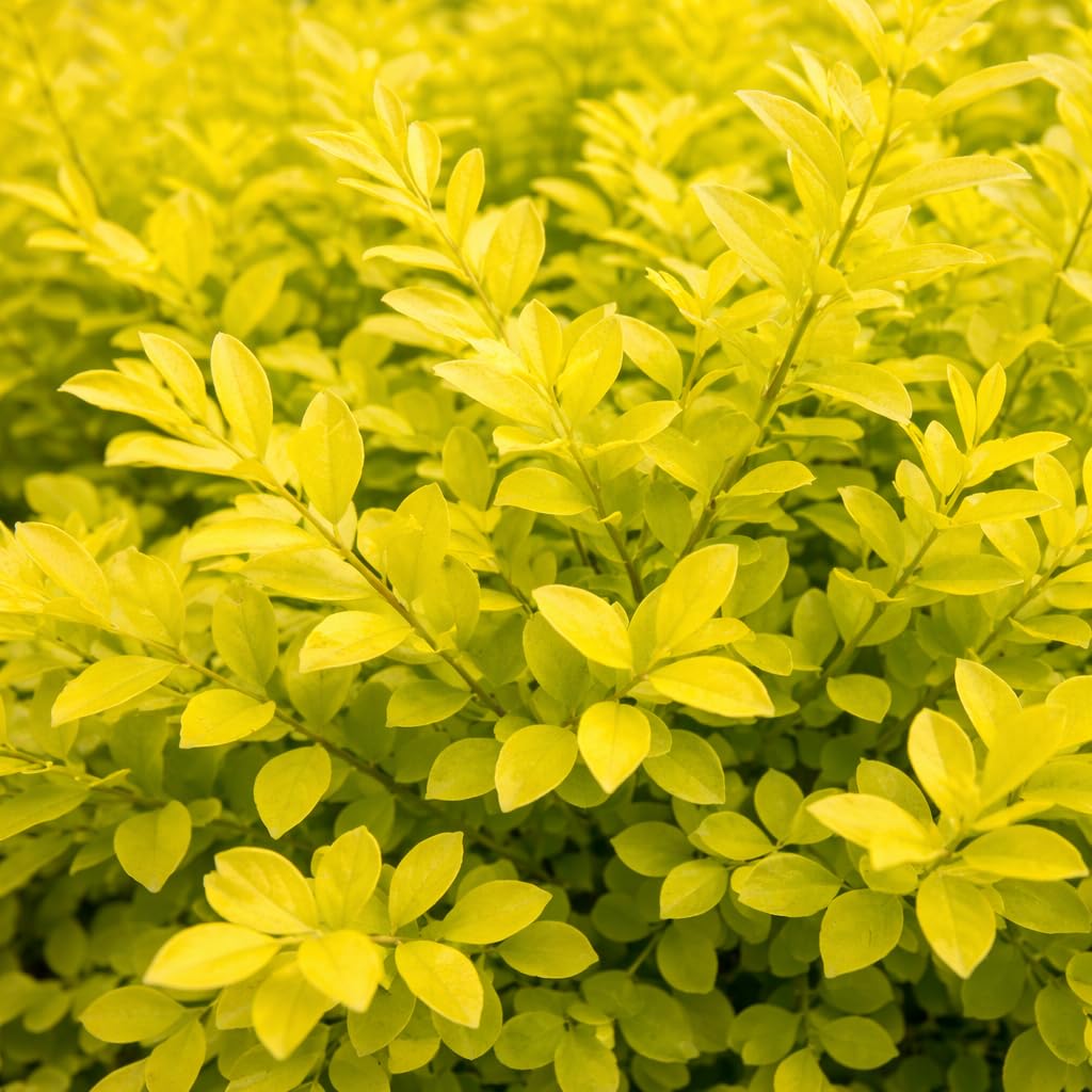 Sunshine Ligustrum 3-Gallon