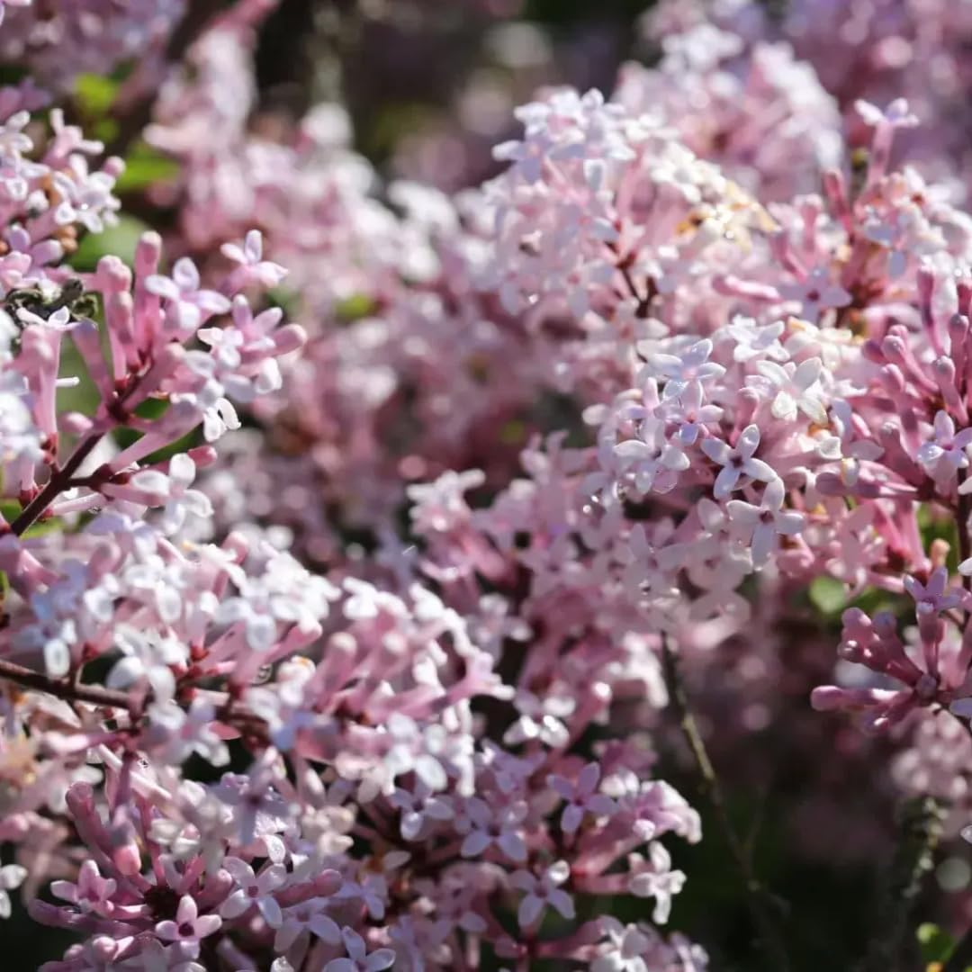 2 Kim Lilac Bushes Trees Live Plants 8-12 Inches Tall, Well Rooted in Quart Pot, Fragrant Spring Flowering Outdoor Plant (Light Pink Lilac Shrub)