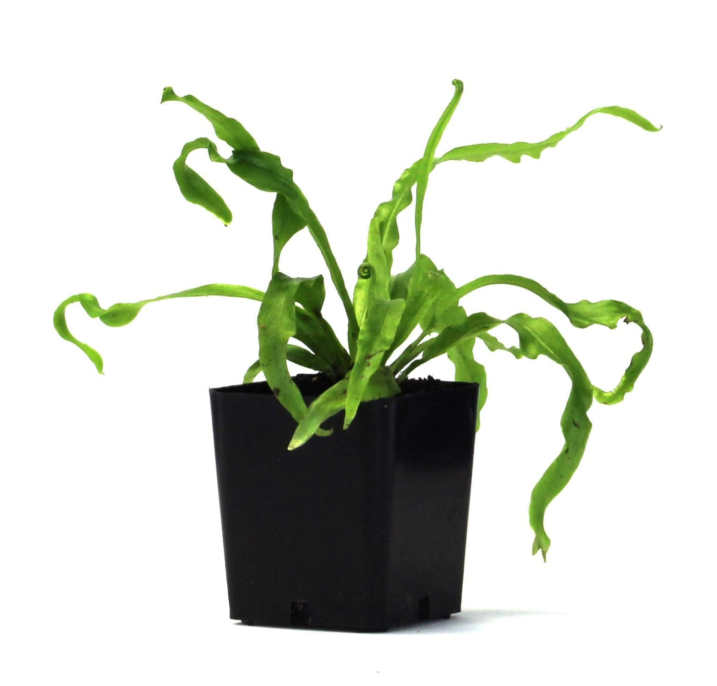 Sprig & Stone Live Mini Ferns Terrarium Plants (Victoria)