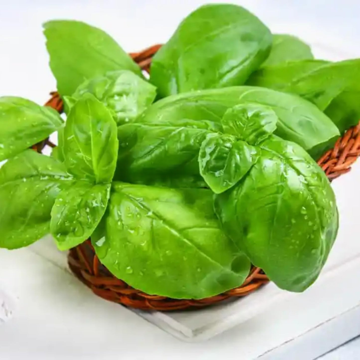 4 Sweet Basil Plants Live, Large Leaf Basil Plants, Basil Herb Plant Indoors Outdoors