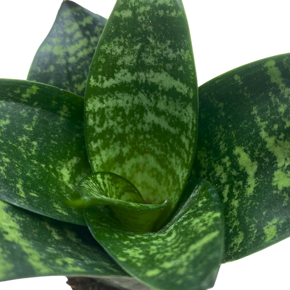 BubbleBlooms Snake Plant Black Robusta in 2 inch Pot, Green Striped Snakeplant, Sansevieria trifasciata