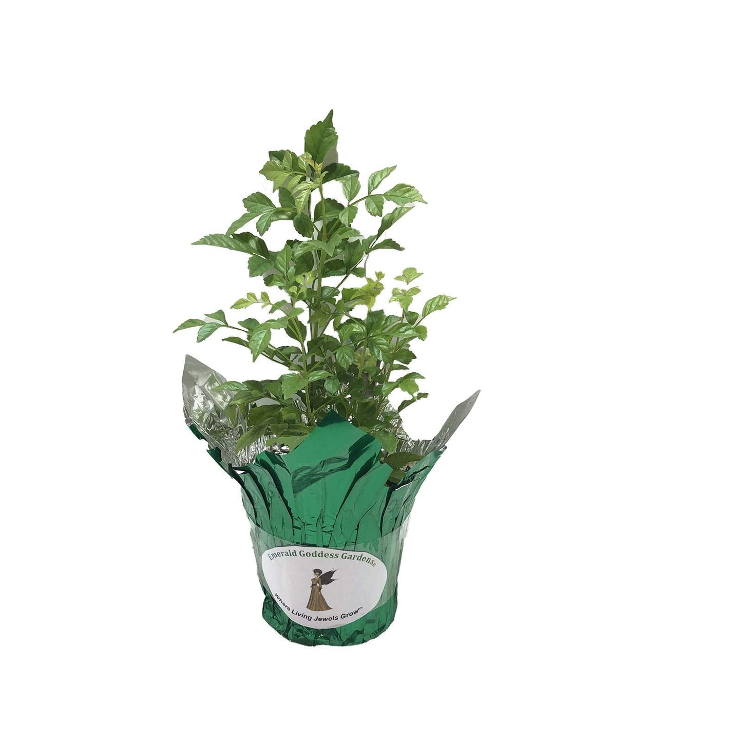 Mango Honeysuckle - Tecoma capensis -Live Semi-Tropical Plant - Peach Flower - Emerald Godess Gardens - Starter Sz 4 Inch Pot
