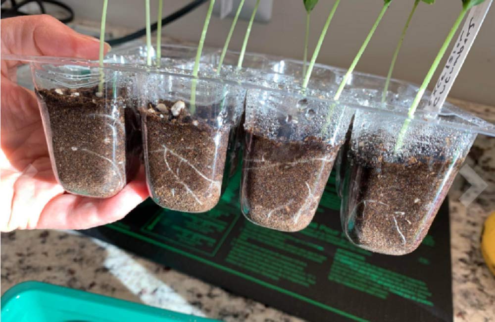 UWIOFF Seed Starter Tray, 12-Pack 144 Cells Seedling Starter Trays, Humidity Adjustable Seed Tray Kit with Dome and Base Greenhouse Grow Trays Mini Propagator for Seeds Growing Starting