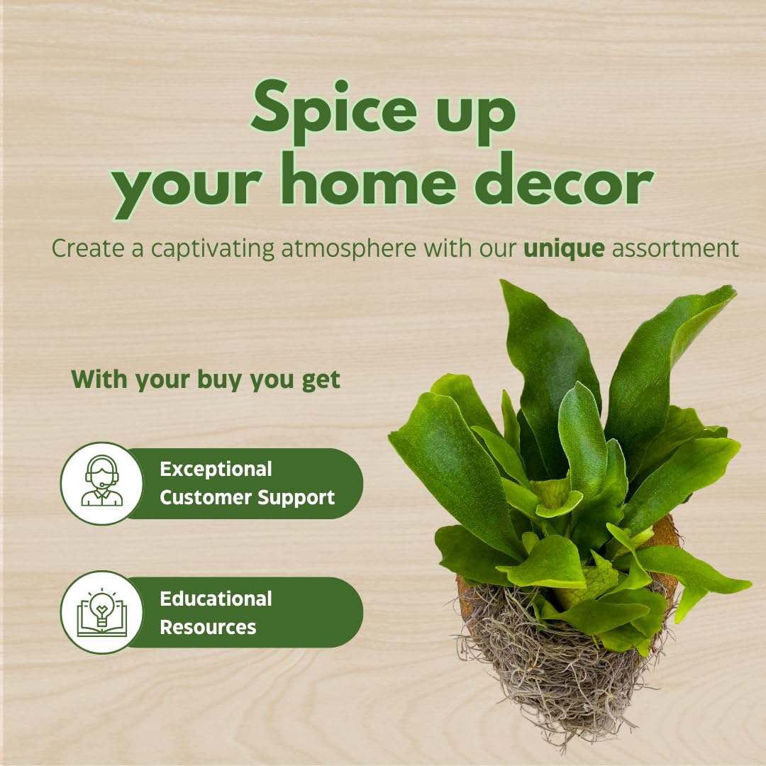 BubbleBlooms Staghorn Fern Plaque, Elkhorn Fern on Cedar Wood Sculpture, Mounted with Moss