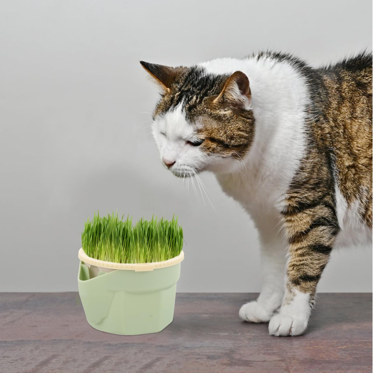 VICASKY Cat Grass Planter for Indoor Cats Seeds Kit Pot Hydroponic Cup: Soilless Catnip Growing Box for Indoor&Outdoor Kitten Use Wheat Cup with Removable Tray (Light Green)