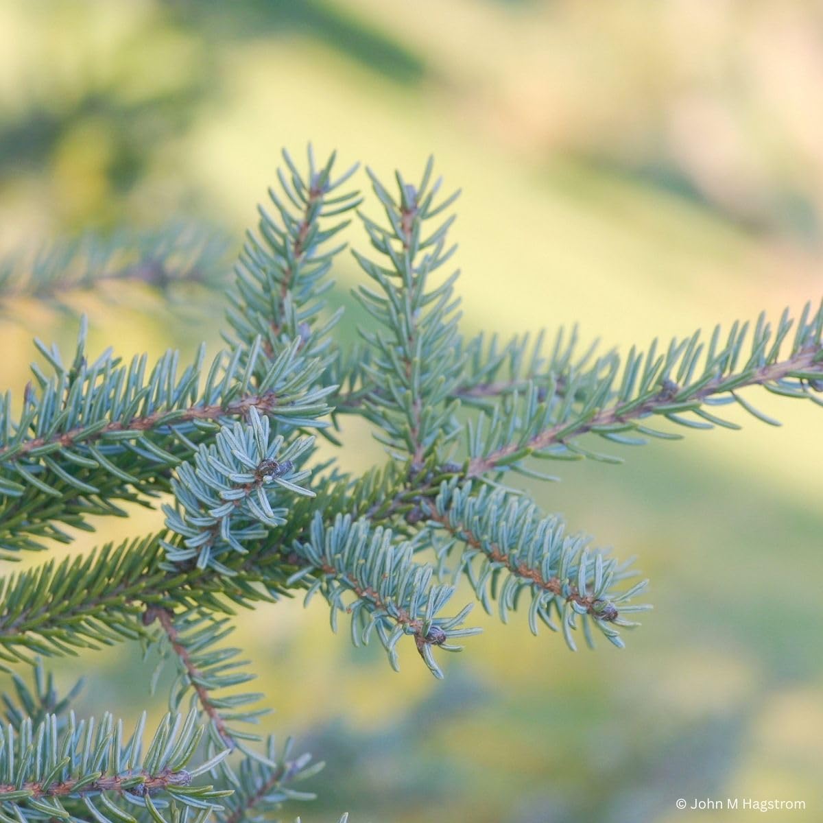 Black Spruce Live Tree Plug Seedlings | 6"-12" | Arbor Day Foundation (5-Pack)