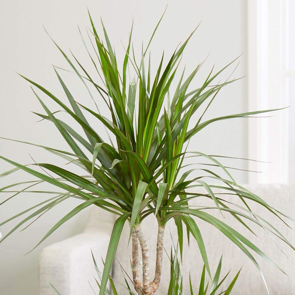 Dracaena Marginata Bush - Live Plant in a 10 Inch Pot - Dracaena Marginata - Easy Care Indoor Air Cleaning Plant