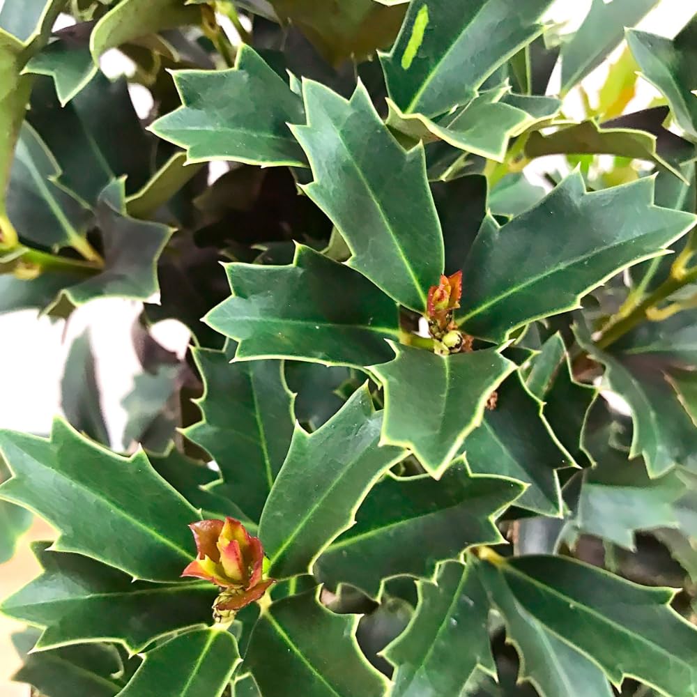 Generic Oak Leaf Holly, Emerald Green Foliage, Medium Growth Rate, Evergreen, 7 gal, Nursery Pot