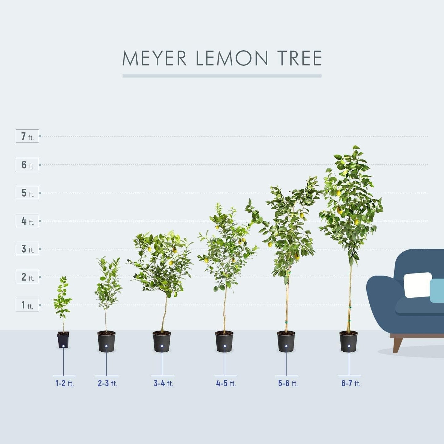 Brighter Blooms - Meyer Lemon Tree, 2-3 ft. - No Shipping to AK, AL, AZ, CA, FL, GA, HI, LA, MS, OR, TX