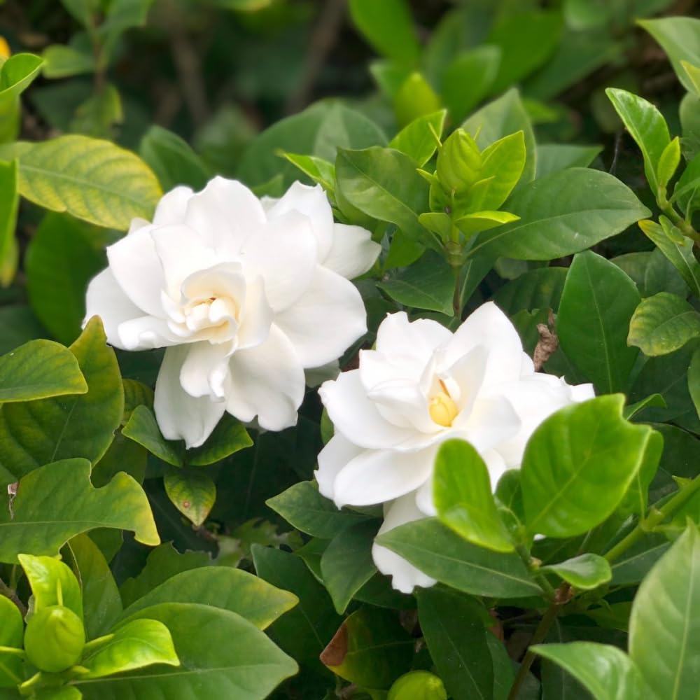 Set 2 of Jasmine Plants Live, Frost Proof Gardenia Plants Live, 5 Inches and 7 Inches Tall