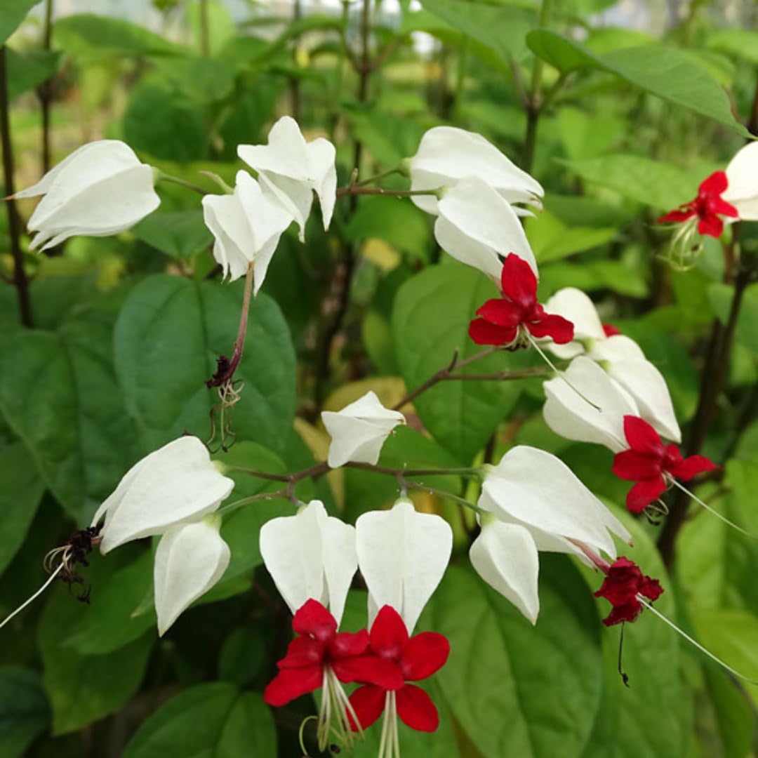 3 Live Bleeding Heart Plants | 4 to 5 Inch Tall | Clerodendrum Plant with White Blossoms | for Trellises, Patios, or Balconies