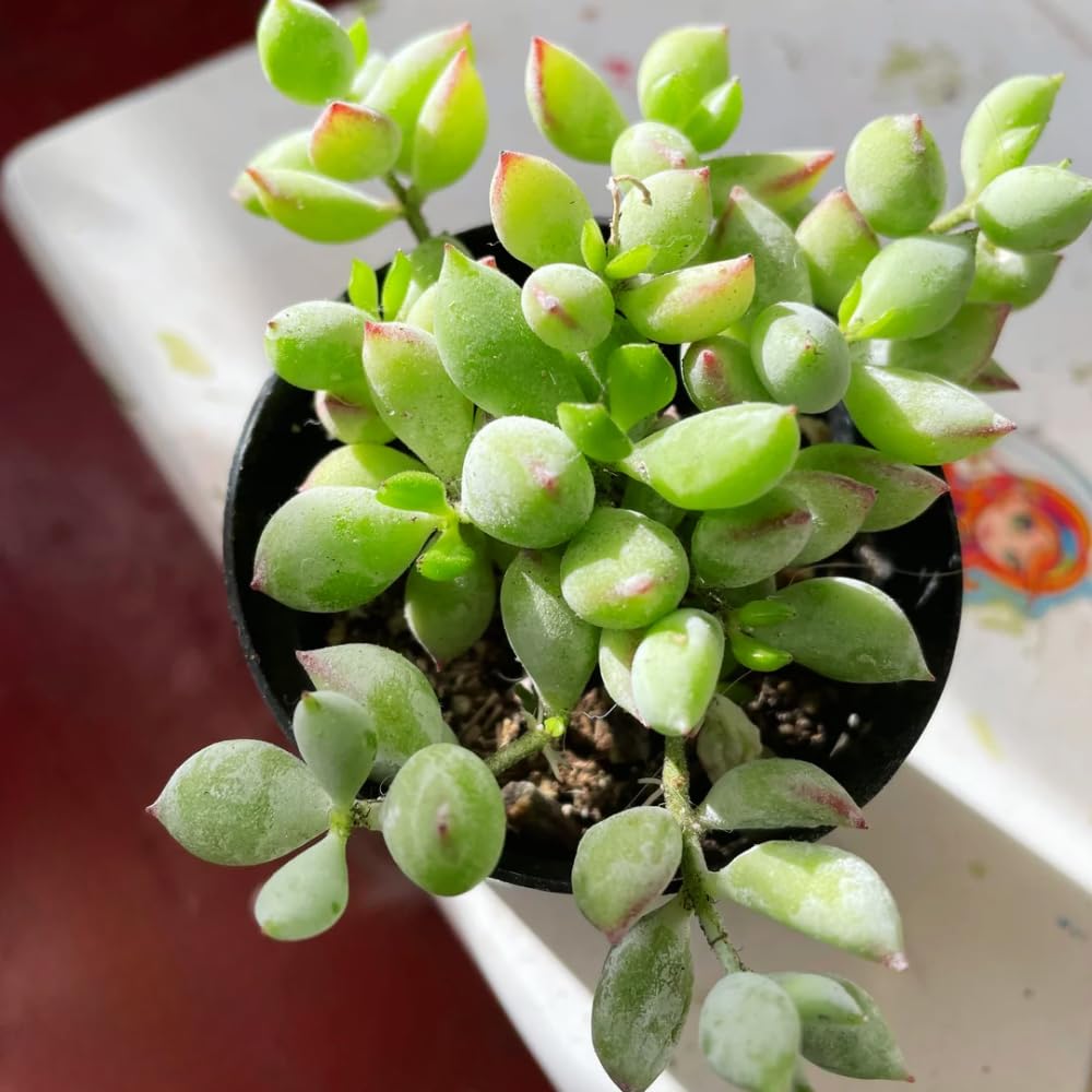 Cotyledon Pendens Succulent Plant Live – 6 Inc Pot | Indoor Trailing Houseplant | Well Rooted Easy to Care