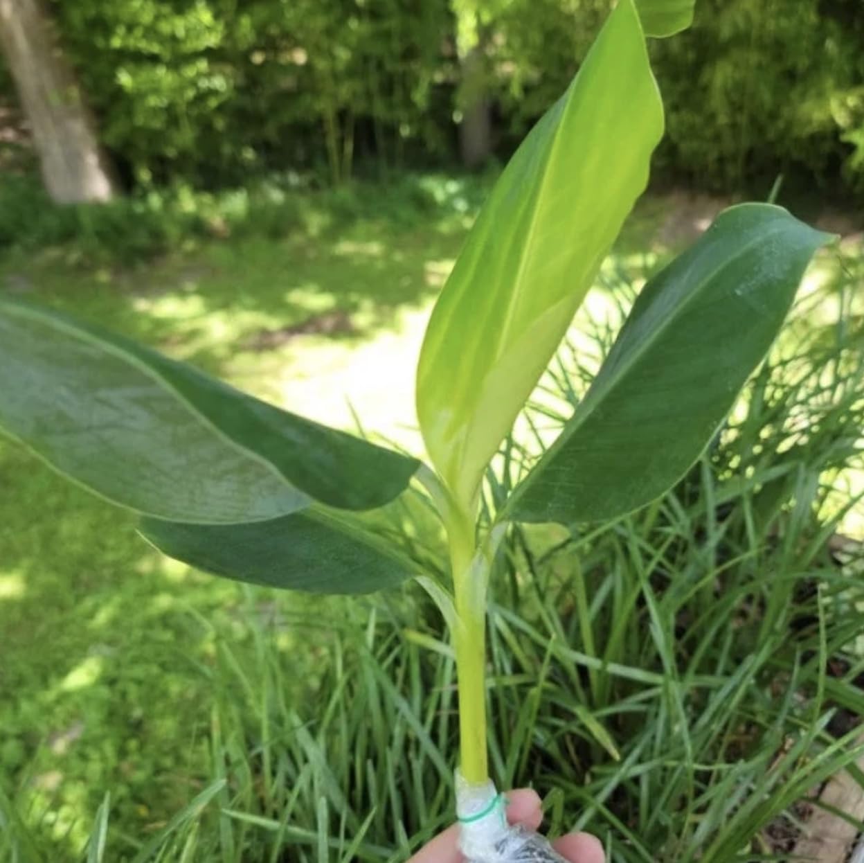 Grand Nain Banana Starter Plant - Live Banana Tree - 4-6 inches Tall (Grand Nain)