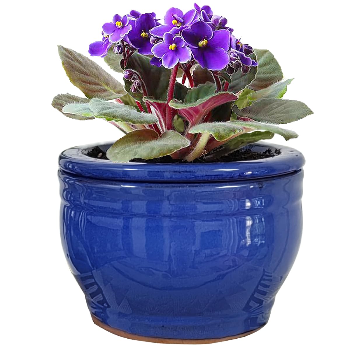 Dphagesy African Violet Pots Self Watering Round Ceramic Violet Pot (Blue, 6 inch)