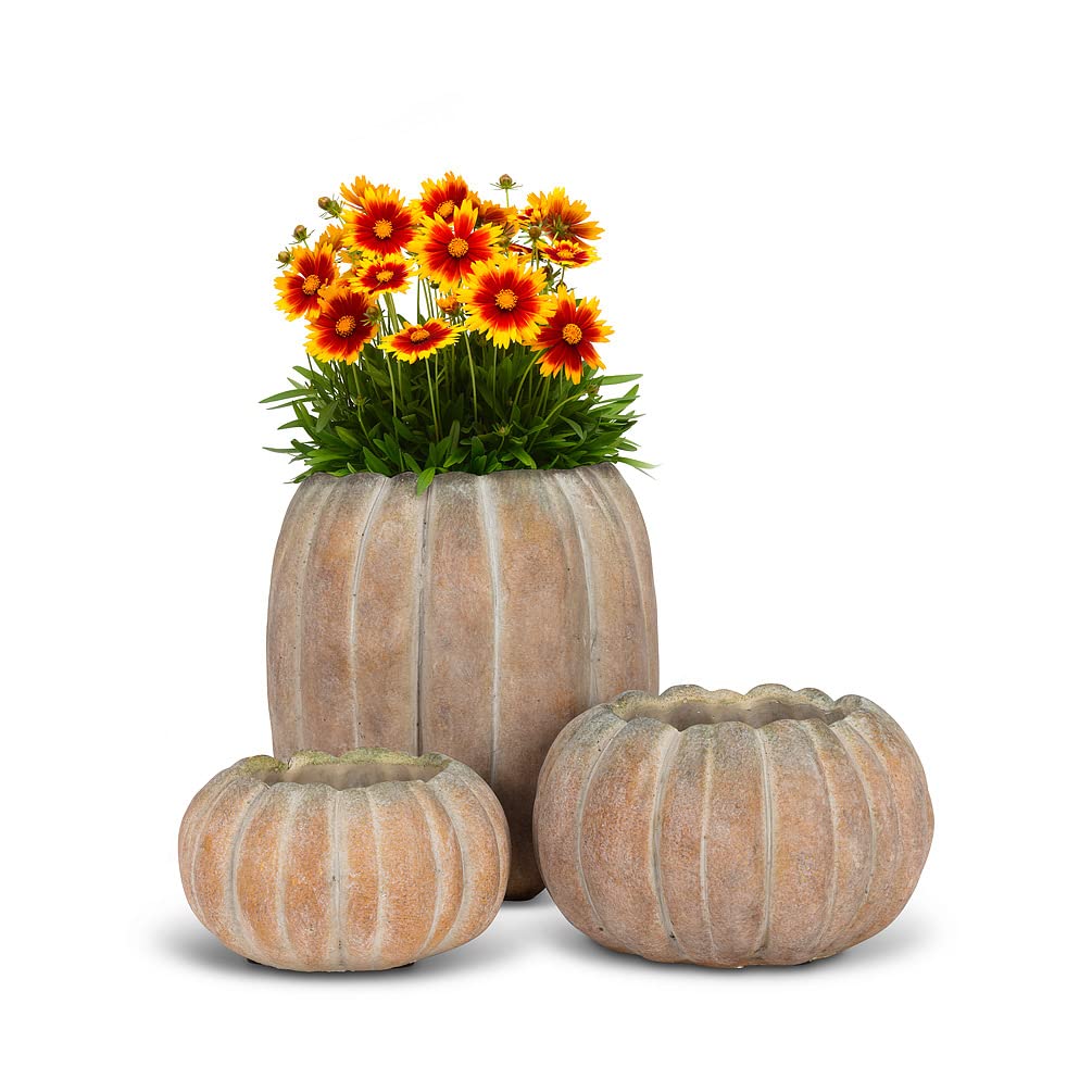 Abbott Collection Low Cement Pumpkin Indoor and Outdoor Planter Pot (4" H, 4.5" Opening)