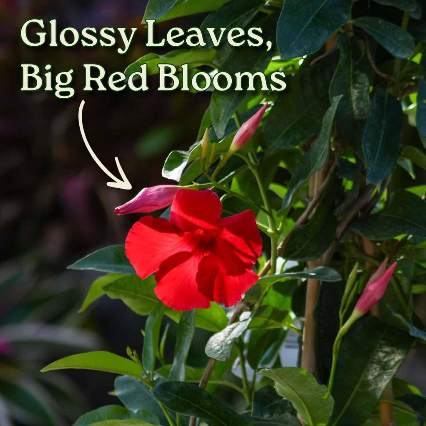 Mandevilla Live Plant - Trellis - Red Giant Flowering Mandevilla - Tropical Plants of Florida - Overall Height 36" (Plant Only)