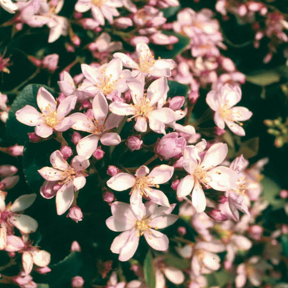 Eleanor Taber Indian Hawthorn (2.5 Quart) Pink Blooming Evergreen Bushes- Full Sun Live Outdoor Plant