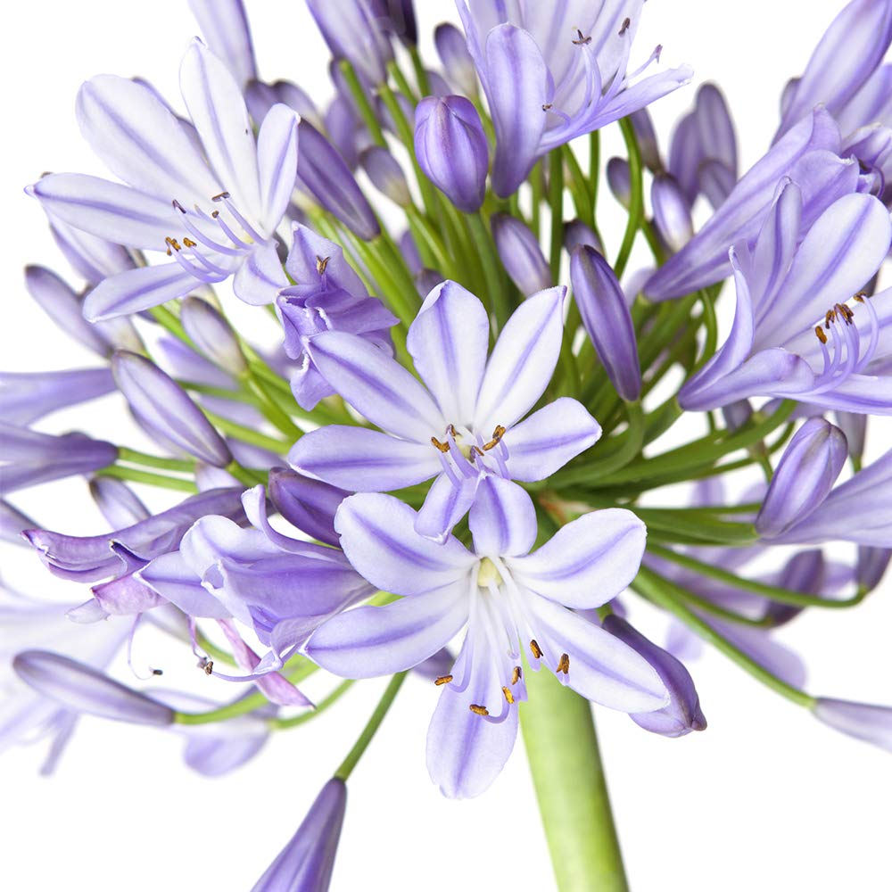 Blue Agapanthus 1 Gallon