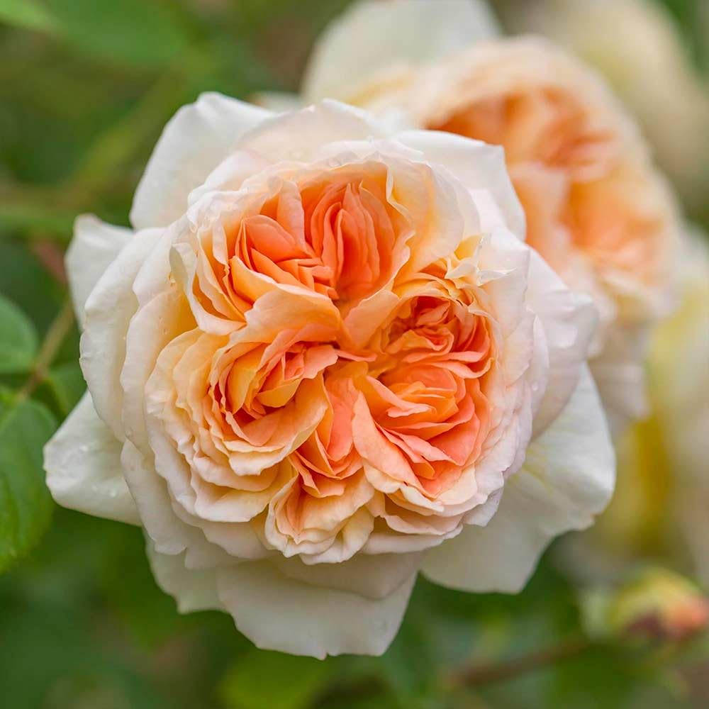 Heirloom Roses David Austin Rose Bush - Bathsheba Live Orange Climbing Rose Plant for Outdoor Planting