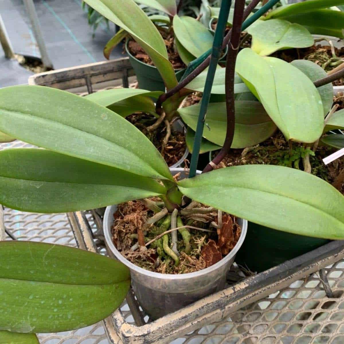 Live Plant - Moon Orchids (Phalaenopsis Amabilis) Live Plant 12″ Inches
