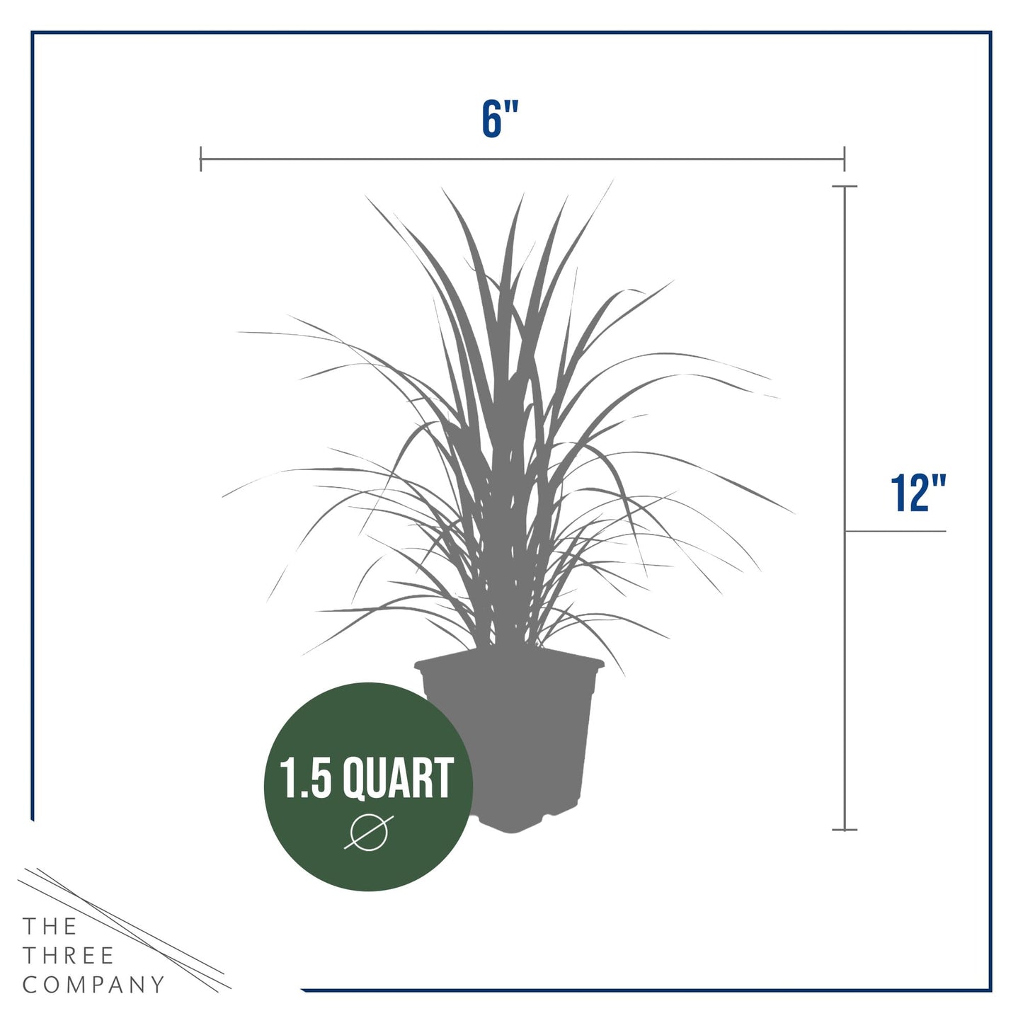 Live Ornamental Pampas Grass (Cortaderia selloana) - Pink - Perennial Accent Plant - 10" Tall by 5" Wide in 1.5 Qt Pot